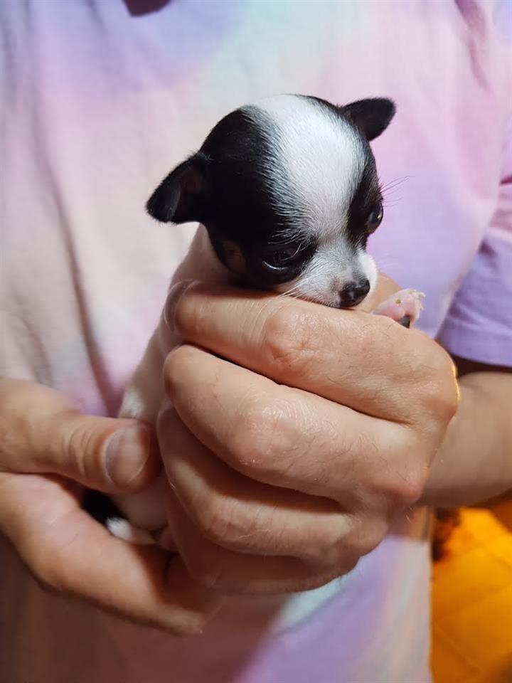 Princess-mini-civave--