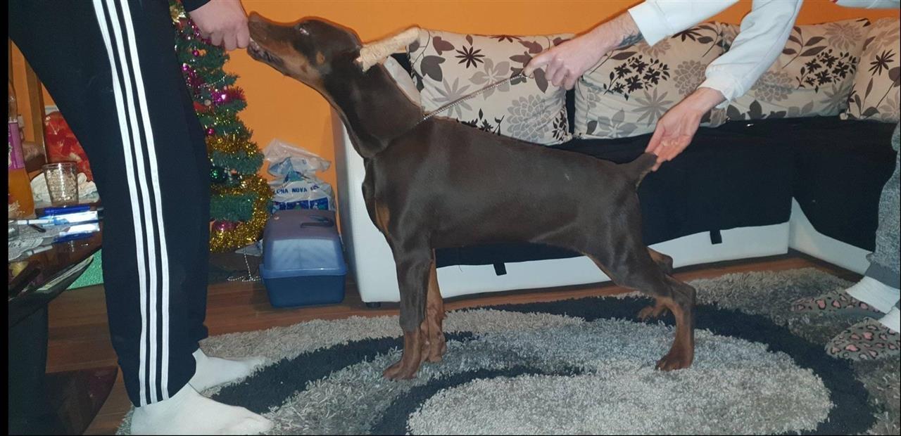 Doberman-štenci-