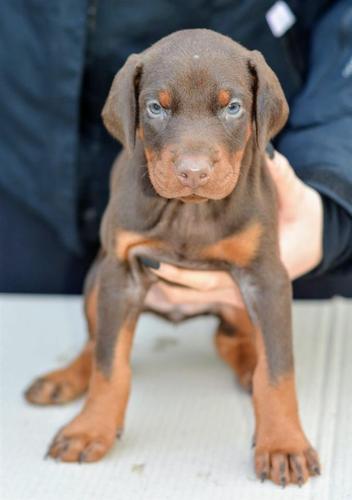 Doberman stenci