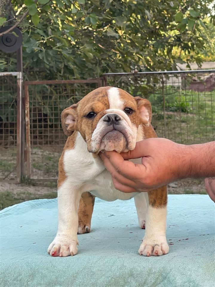Engleski-buldog