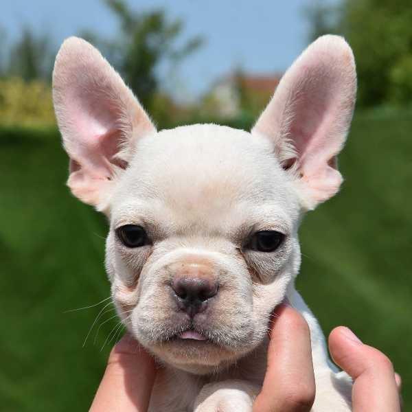 Francuski-buldog-štenci