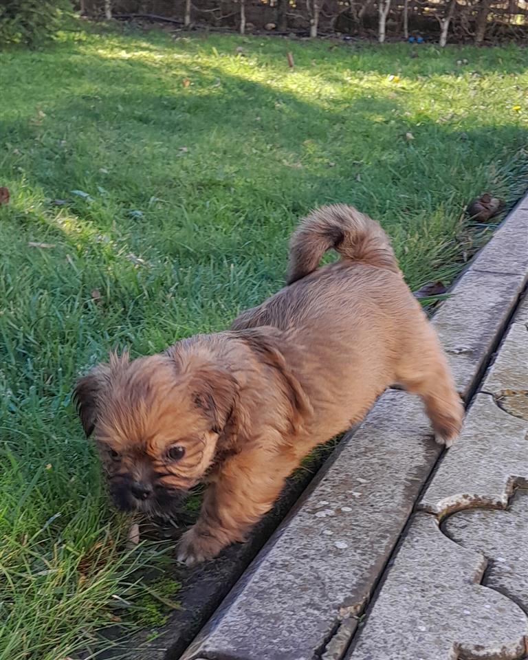Lasa-Apso-štenci