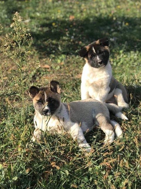 Americka-akita--prelepa-stenad-