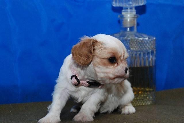 CAVALIER-King-Charles-Spanijel