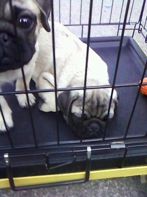 Mops-stenci