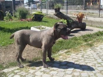 Cane Corso muzijak