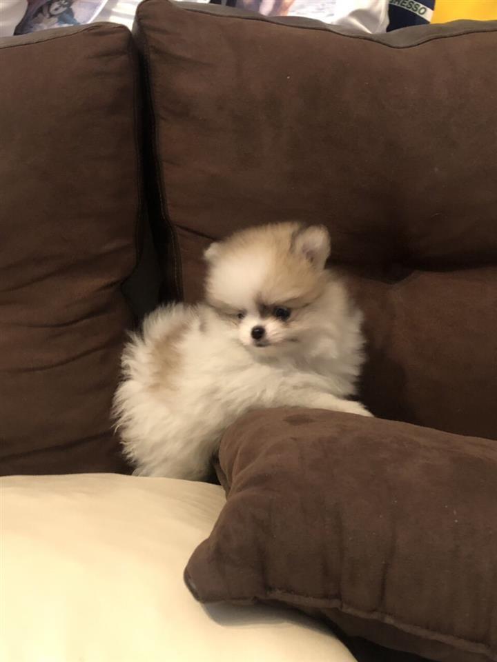 Pomeranac-štenci-