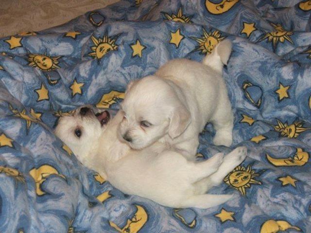 Coton-de-Tulear--Stenci