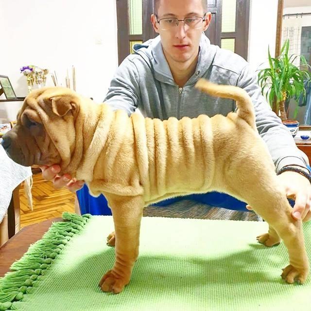 Shar-Pei-