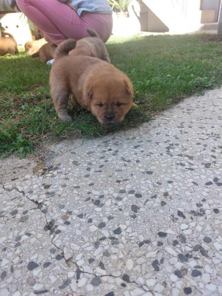 Na-prodaju-stenci-chow-chow