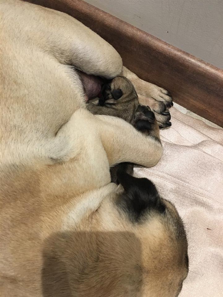 Mops-muško-štene