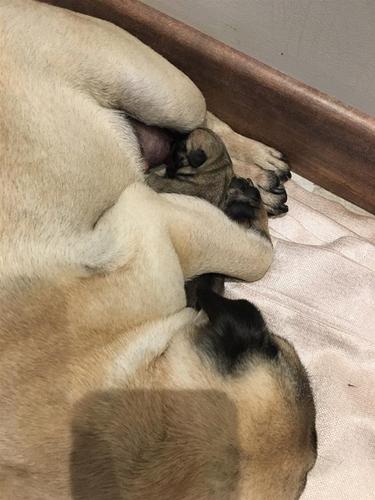 Mops muško štene