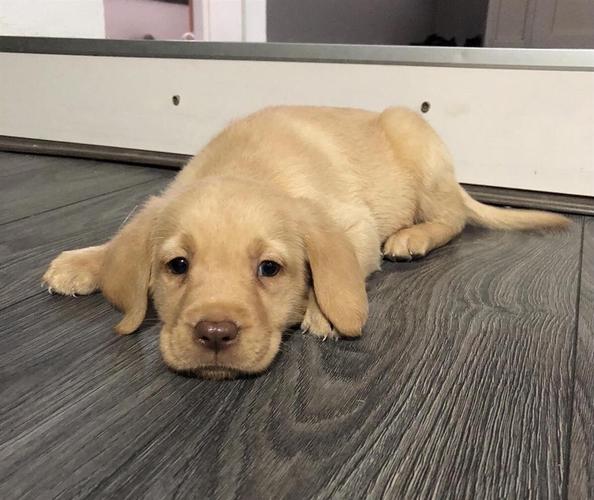 Stenci Labradora 3 NNN