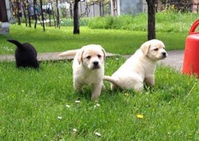 Labrador-stenci