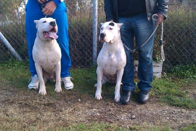 Dogo-Argentino--kvalitetni-stenci