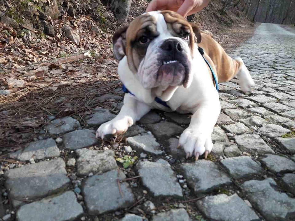 Engleski-buldog-štene