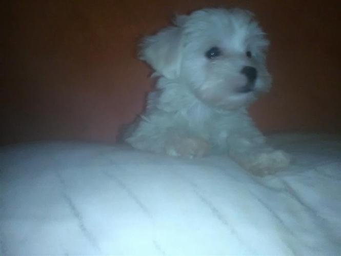 Mini maltezeri