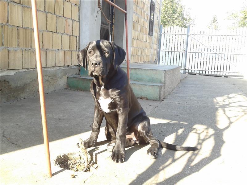 Cane-Corso-SAGNUE-MAGNIFICA-