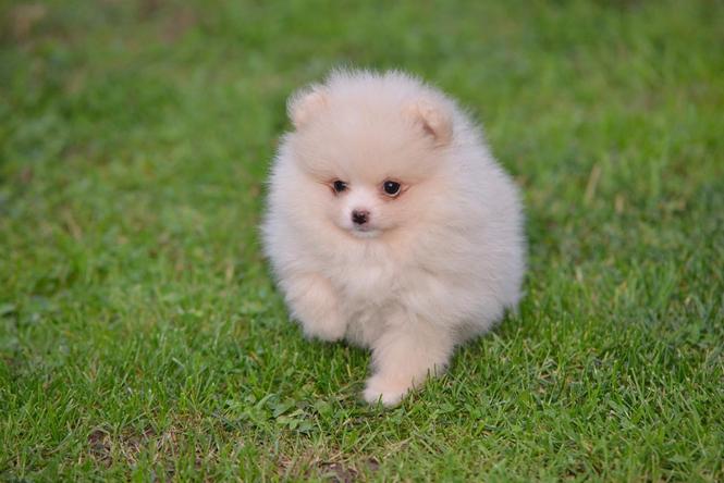 Pomeranac PRELEPI štenci