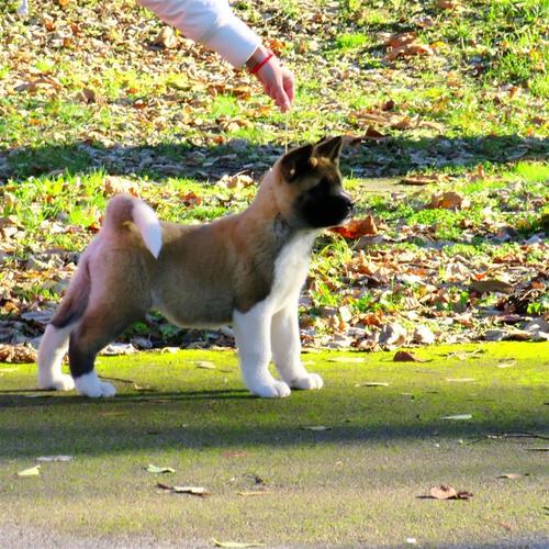 Americka Akita stenci 