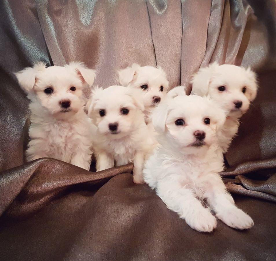 Maltezer-i-coton-de-tulear-stenci-na-prodaju-