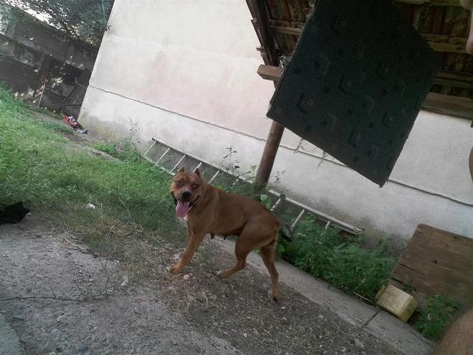 pit bul