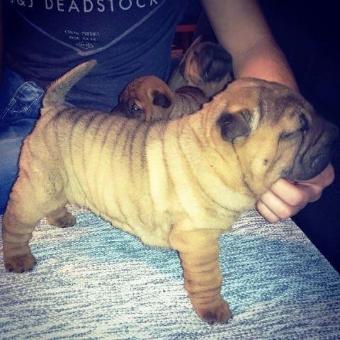 Shar-Pei--Sar-Pej--stenci