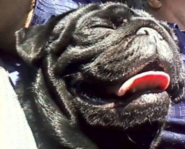 Mops crne boje