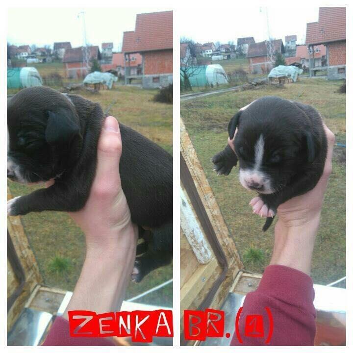 Stenci-Pit-Bull-a-na-prodaju-