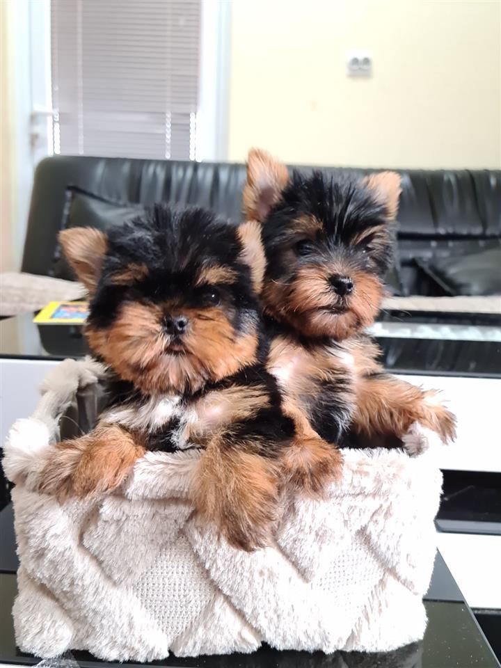 Mini-Jorkširski-Terijeri-