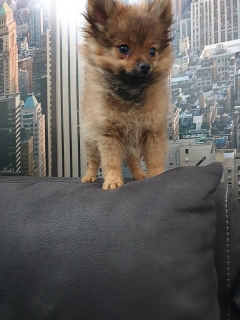 Pomeranac-spic-