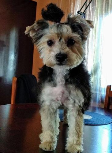 Morki
