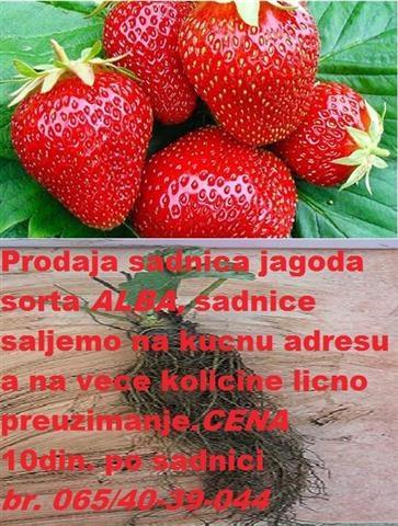 Sadnice-jagoda-ALBA