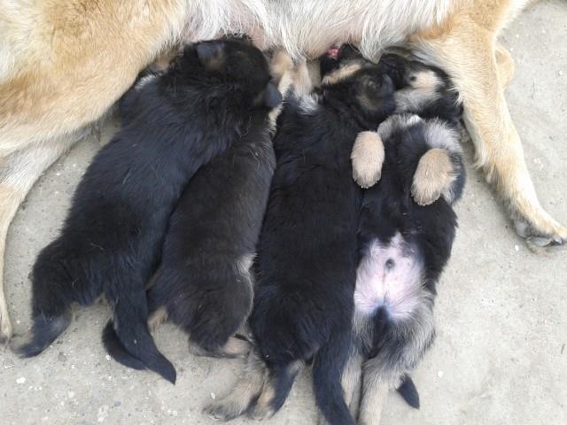 Nemacki-ovčari--stenad
