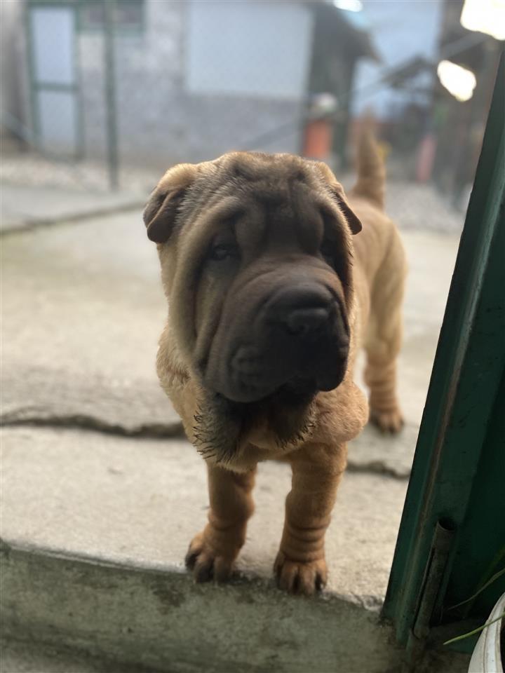 Shar-pei-stenci