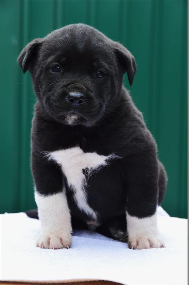 Cane-corso-štenci