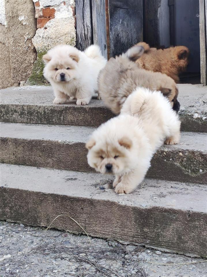 Chow-chow-stenci