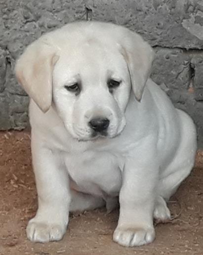 Labrador--štenci-vrhunskog-kvaliteta-