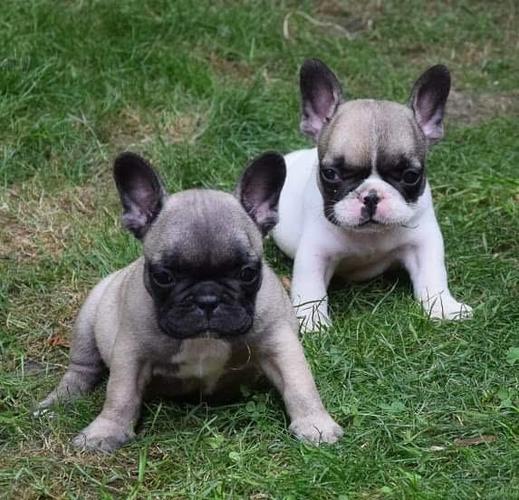 Francuski buldog 