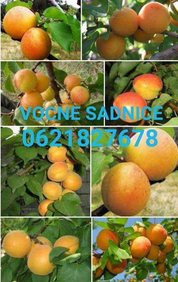 Vocne-sadnice