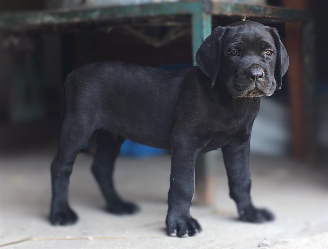 Cane-Corso-