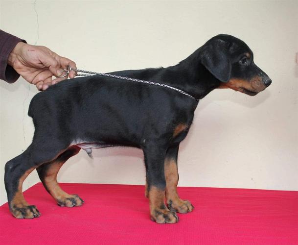 Doberman štenci