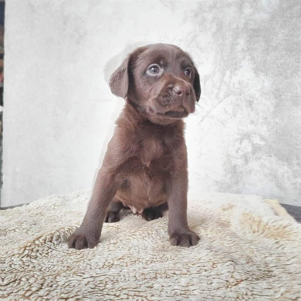 Labradori-