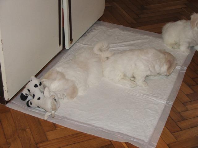 COTON-de-TULEAR