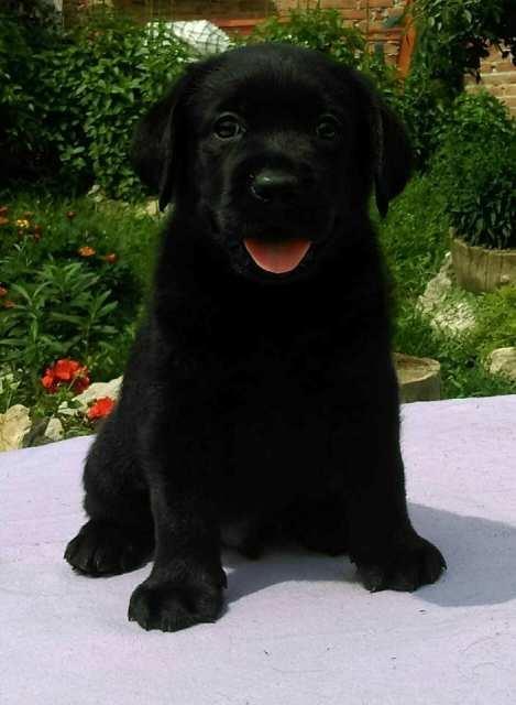 Labrador-Retriver--štenci