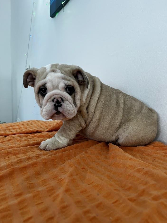Engleski-buldog
