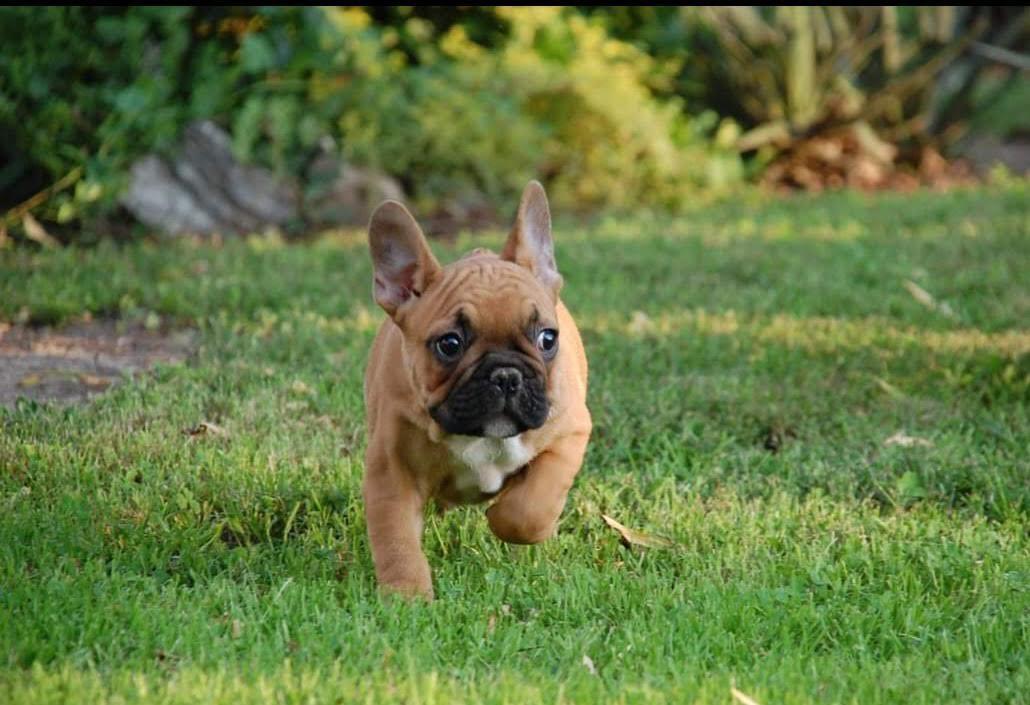 Francuski-Buldog-štenci-