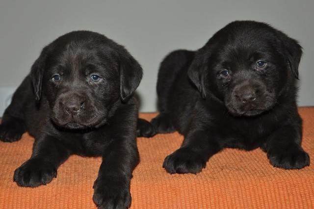 Labrador-Retriver--cokoladni-stenci
