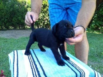 Cane-corso-stenci