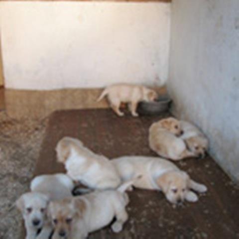 Labradori--vrhunska-stenad